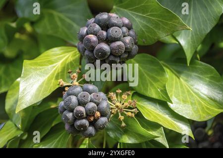 Close-up of ripe, dark purple berries of hedera helix (common ivy) against a backdrop of lush green foliage Stock Photo