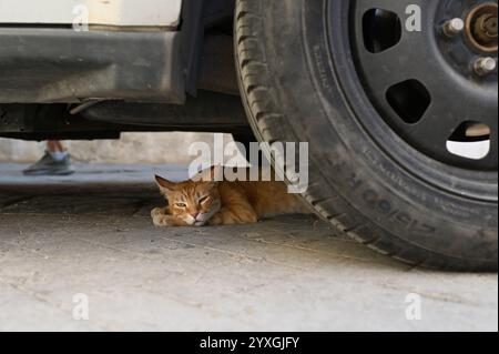 Stray Ginger Cat Resting Under a Car. A ginger cat lies under a parked car in the shade, escaping the heat of the day. Stock Photo