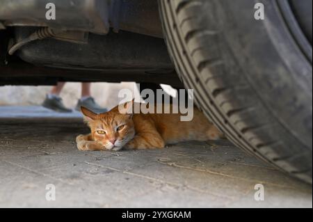 Stray Ginger Cat Resting Under a Car. A ginger cat lies under a parked car in the shade, escaping the heat of the day. Stock Photo
