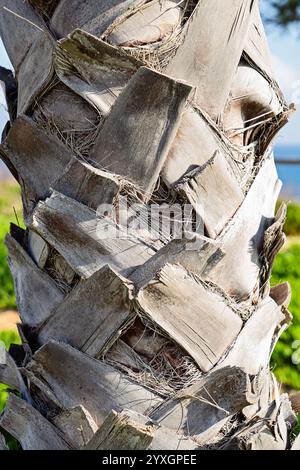 Close-Up of a Palm Tree Trunk with Unique Textures and Natural Details Stock Photo