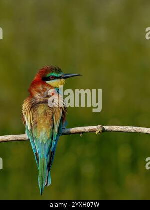 European Bee-eater sitting on a stick Stock Photo