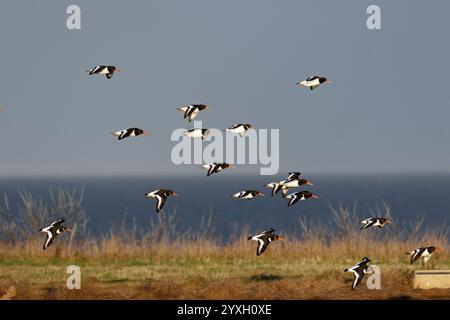 Flock of Oystercatchers coming in to land by coast Stock Photo