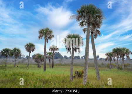 Cabbage palms dot the grassy tropical landscape of Kissimmee Prairie Preserve in central Florida against a backdrop of a blue sky with white clouds. Stock Photo