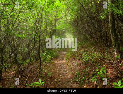 Lush spring foliage enveloped in a morning mist creates a tunnel over a narrow pathway through a woodland forest in Georgia. Stock Photo