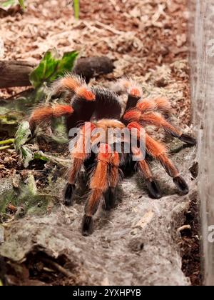 Vibrant Mexican red-knee tarantula in terrarium habitat, extreme close-up macro shot, hairy orange and black legs, natural like environment with webbi Stock Photo