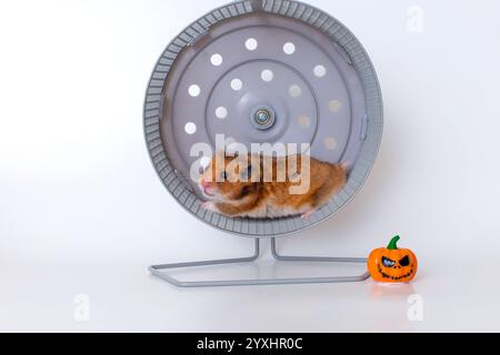 Cute hamster running in wheel with halloween pumpkin decoration Stock Photo