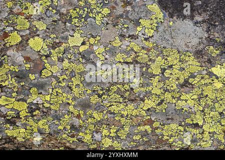 Map lichen background on stone Stock Photo