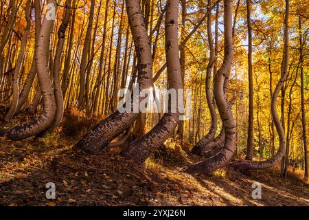 Curved aspen trees dancing backlit by the morning sun near the Ophir Pass in Telluride, Colorado. Stock Photo