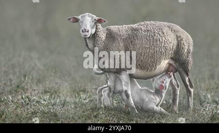 A close-up of an ewe and its lamb suckling, side-view, pastel green, copy space, negative space, 16:9 Stock Photo
