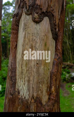 Tree trunk without bark part in oval shape Stock Photo