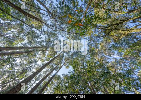 Bottom-up point of view of tall wild pine trees Stock Photo