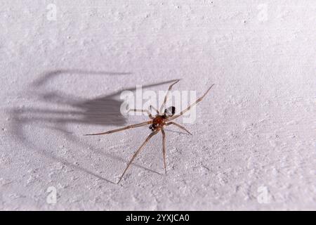 Spider on top of white surface with shadow projection on the left side Stock Photo