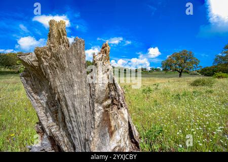 Dead tree trunk in the foreground on the left side under green meadow and blue sky Stock Photo