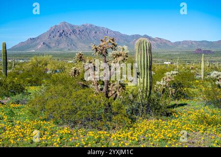 An overlooking view of Picacho Peak SP, Arizona Stock Photo