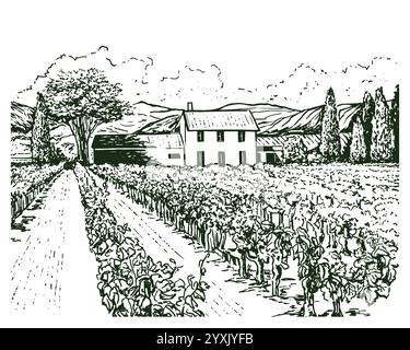 Vintage sketch illustration of vine farm. Stock Vector