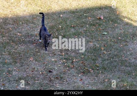 Solitary gray striped tabby cat with white paws, standing on a grassy lawn with scattered dry autumn leaves Stock Photo