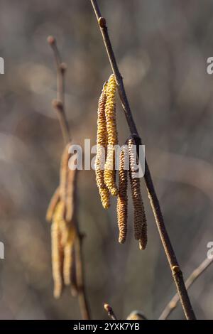 First signs of spring. Hazel, European filbert Corylus avellana opened flower buds and catkins on the eve of spring. Stock Photo