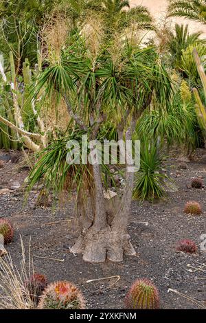 Nolina Recurvata - Elephant's Foot - beaucarnea recurvata - ponytail palm Stock Photo