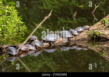 Red-eared slider on tree trunk Stock Photo