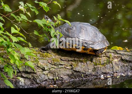 Red-eared slider on tree trunk Stock Photo