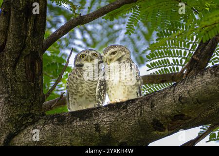 A couple of spotted owlets perching on branch of tree in park. Stock Photo