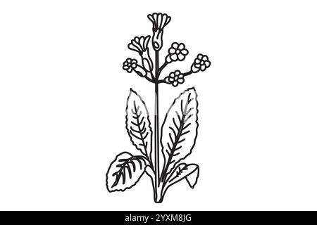 Black and white botanical plants and flowers. Line art floral bouquet, outline vector illustration background. Trendy graphic design for wedding invit Stock Vector
