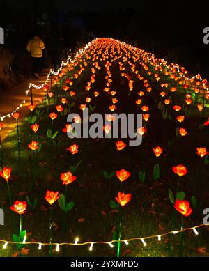 Christmas Light Trail Romsey Hilliers gardens Stock Photo