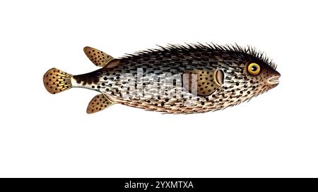 Fisch, Fische, Familie der Igelfische, Diodon mola, Sonnenfisch, der ...
