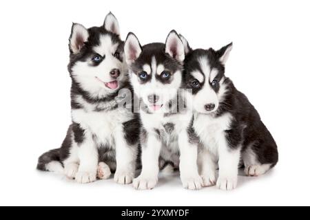 Adorable Siberian Husky puppies (two months old) isolated on white background Stock Photo