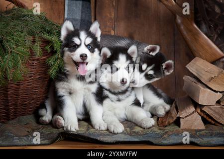 Adorable Siberian Husky puppies (two months old) indoors Stock Photo