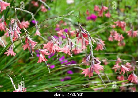 Salmon pink summer flowers of Dierama pulcherrimum ot Angel's Fishing Rod UK July Stock Photo