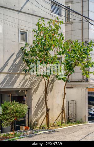 A young tree shines vibrantly in the sunlight beside a stark exposed concrete wall. Stock Photo