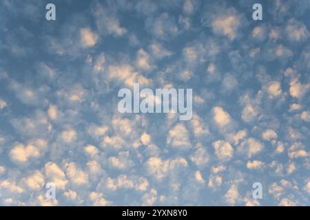 Mauve-coloured fleecy clouds in a blue evening sky, pastel atmosphere, cirrocumulus, high fleecy cloud, Lower Saxony, Germany, Europe Stock Photo