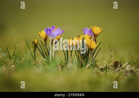 Spring Crocus or Giant Crocus (Crocus cultivars) flowering colourful in spring on a meadow, Bavaria, Germany, Europe Stock Photo