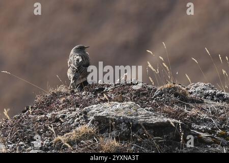 Alpine Accentor perched on a boulder, Val Maira, Piedmont, Italy, Europe Stock Photo
