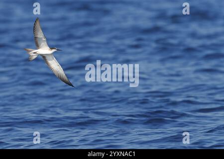 Animals, Birds, Tern, Bridled Tern, (Onychoprion anaethetus Syn: Sterna anaethetus), family of terns, migratory bird, foraging over the sea, flight ph Stock Photo