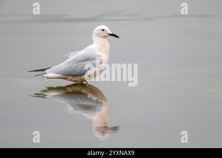 Slender-billed Gull, Chroicocephalus genei, Larus genei, sitting in the water, Mediterranean Sea Stock Photo