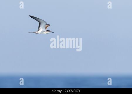 Animals, Birds, Tern, Bridled Tern, (Onychoprion anaethetus Syn: Sterna anaethetus), family of terns, migratory bird, foraging over the sea, flight ph Stock Photo