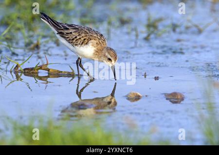 Animals, Birds, Little Sandpiper, (Calidris minuta), Biotope, Habitat, Foraging, Migratory bird, Limicoles Salalah, Khawr Rawri, Sohar, Oman, Asia Stock Photo