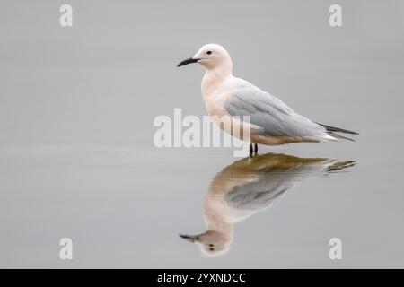 Slender-billed Gull, Chroicocephalus genei, Larus genei, sitting in the water, Mediterranean Sea Stock Photo