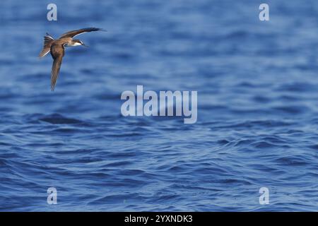 Animals, Birds, Tern, Bridled Tern, (Onychoprion anaethetus Syn: Sterna anaethetus), family of terns, migratory bird, foraging over the sea, flight ph Stock Photo