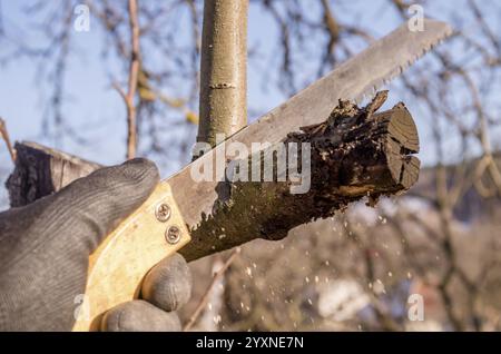 Pruning young fruit trees with a garden saw for branches. Spring pruning of fruit trees in the garden. Stock Photo