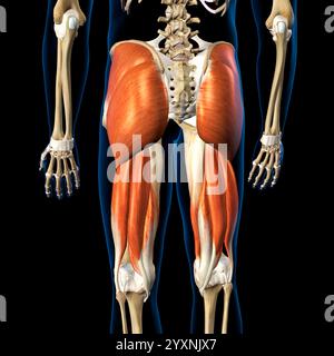 3D rendering of the hip extensor complex muscles, with labels Stock ...