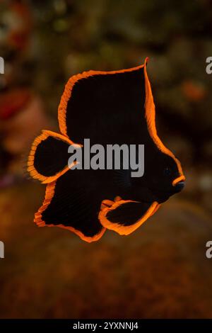 Juvenile dusky batfish (Platax Pinnatus), Lembeh Strait, North Sulawesi, Indonesia. Stock Photo