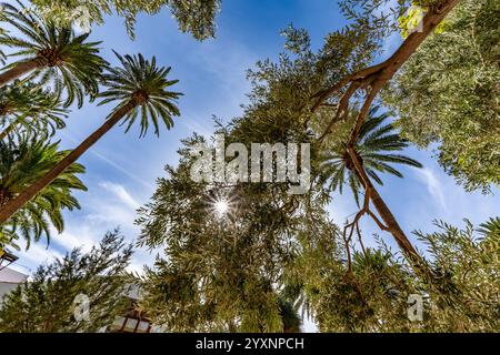 A tree with many leaves and a bright sun shining on it. The sun's rays are casting a warm glow on the tree, making it look like a beautiful and peacef Stock Photo