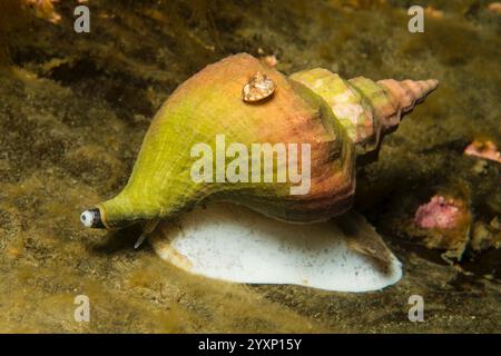 Green and orange triton snail with a small cone shell riding on top of it, Iceland. Stock Photo