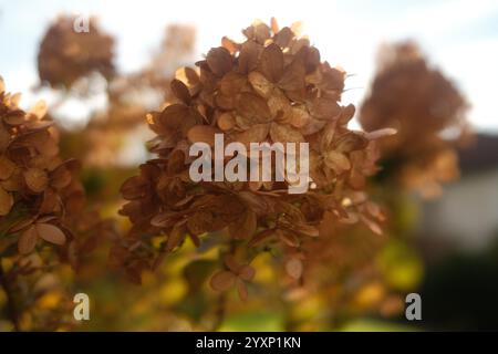 A close up of a bunch of dried flowers with a yellowish-brown hue. The flowers are arranged in a way that they are not overlapping each other, and the Stock Photo