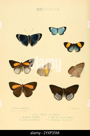 Illustrations of new species of exotic butterflies London John Van Voorst 1856-1876 Butterflies Geographical distribution Lepidoptera Pictorial works Speciation, A detailed depiction of various butterfly species categorized under the subfamily Erycinidae. The arrangement features nine specimens, each meticulously illustrated to showcase their distinct wing patterns and colors. The butterflies include Stock Photo