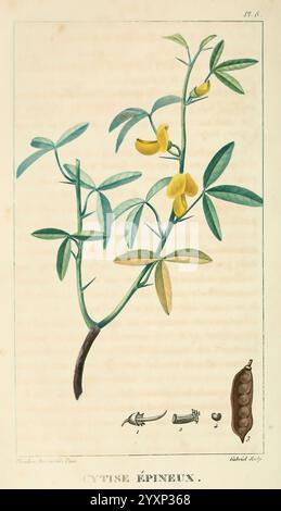 Flore pittoresque et médicale des Antilles v.1, Paris, Pichard, 1821-1829, plants, West Indies, The New York Botanical Garden, A botanical illustration of the spiny cytisus, showcasing a slender green stem adorned with delicate leaves and clusters of bright yellow flowers. Below the main plant, a detailed depiction of the seed pod is presented, including illustrations of individual seeds. This artwork highlights the intricate beauty and characteristics of the plant, emphasizing both its flowers and fruit. Stock Photo