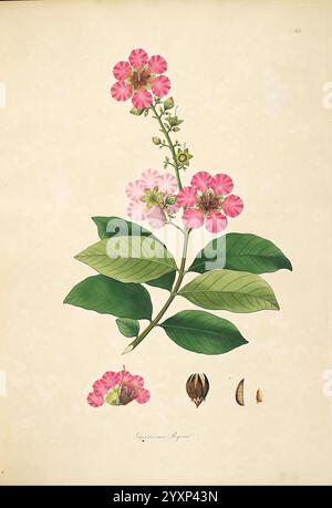 Plants of the coast of Coromandel, London, Printed by W. Bulmer and Co. for G. Nicol, Bookseller,1795-1819, 1819 Botany, Copper engraving, Coromandel coast, England, Graphic media, Hand colored, India, Plants, Flowers, Fruit, Lagerstroemia regiae, Lagerstroemia speciosa, Taxonomy: family= Lythraceae, Pride of India, 大花紫薇, Kuningatarkutrio, Lilas des Indes, Jarul, Manimaruthu, Taman, Kadalai, Banabá plant, Geo: continent= Asia, China, India, Sri Lanka, Myanmar, Thailand, Malaysia, Indonesia, Cambodia, Vietnam, Philippines, This illustration features a delicate flowering plant characterized by i Stock Photo